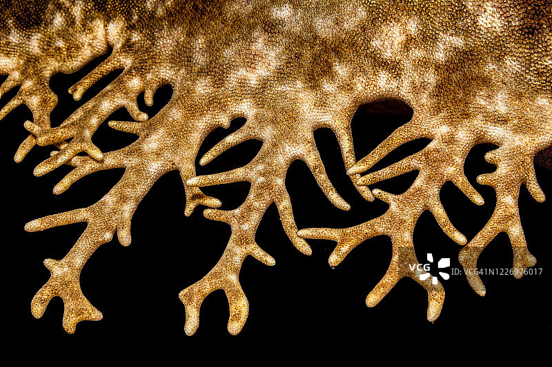 洞穴中的缨须须鲨特写，拉贾安帕，印度尼西亚图片素材