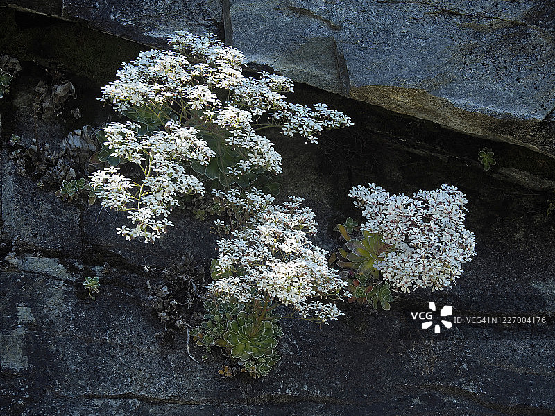 在莫里索洛山开花的金字塔形虎耳草图片素材
