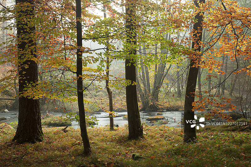 瓦尔德纳布塔尔河谷的秋季景色，位于德国上普法尔茨的自然保护区图片素材