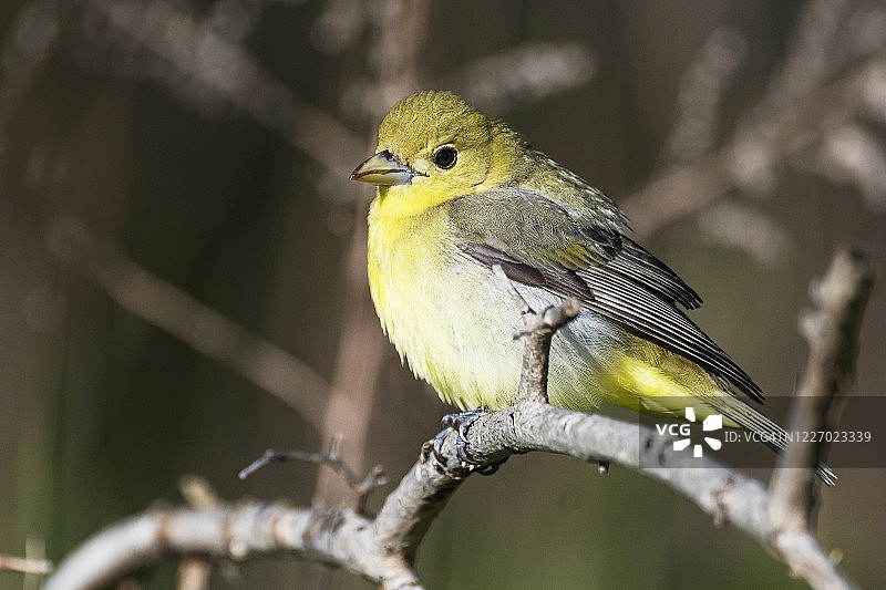 春季鸣禽迁徙期间的猩红唐纳雀图片素材