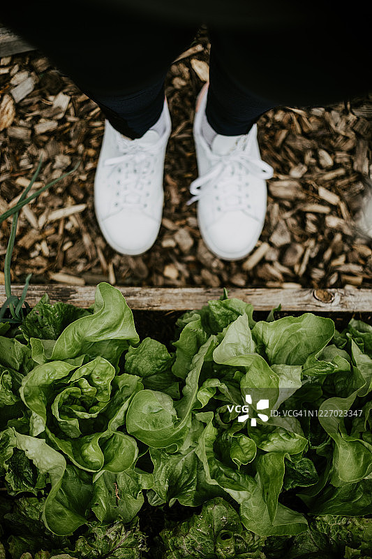 在自家菜地里收获沙拉图片素材
