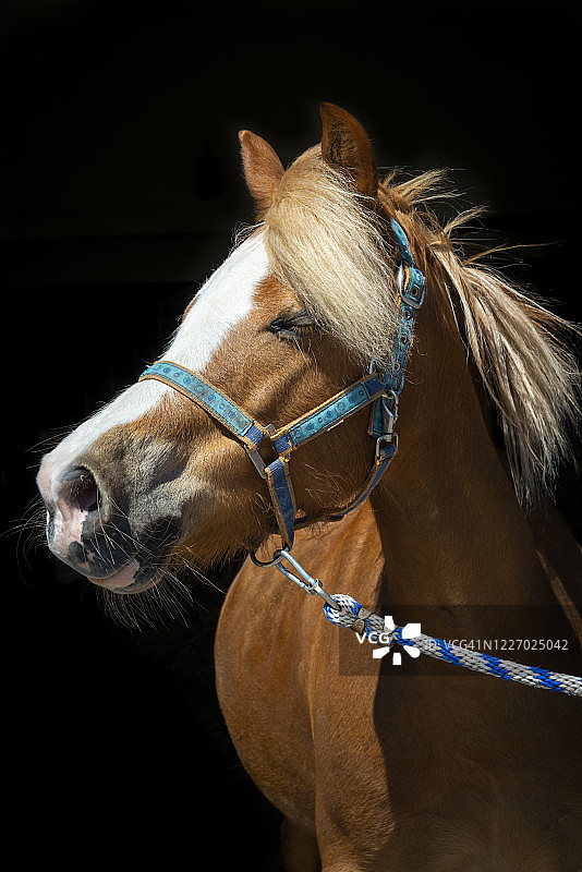 享受夏日微风的栗色小马图片素材