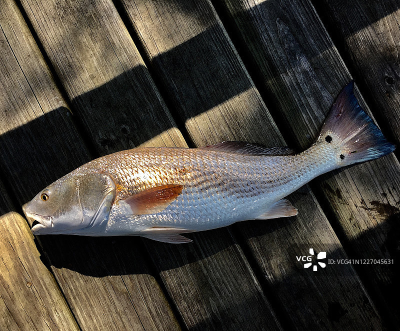 红鱼、码头和阴影图片素材