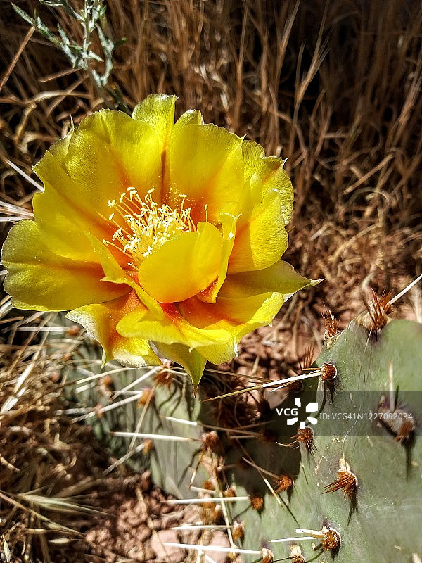 仙人掌和黄色野花图片素材