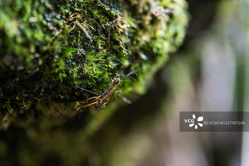 苔藓岩石上交配的大蚊图片素材