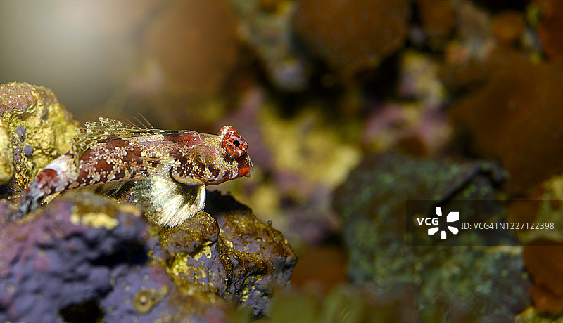 帆鳍连鳍䲗图片素材