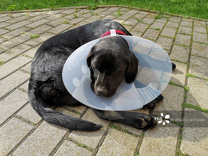 拉布拉多戴着狗用头套图片素材