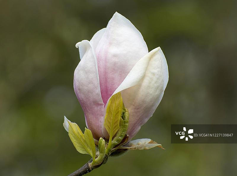 花，中国玉兰（Magnolia x soulangeana），鲁比亚品种，瑞典图片素材