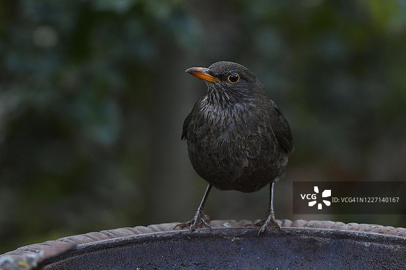 栖息在鸟盆上的普通乌鸫图片素材