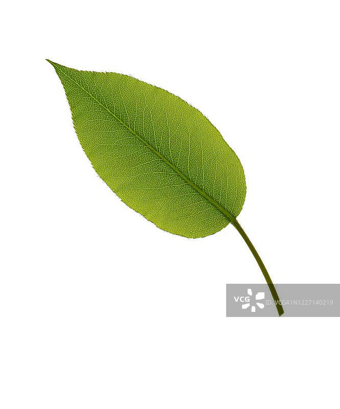 法国植物叶片图片素材