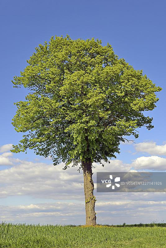 德国北莱茵-威斯特法伦州的椴树图片素材