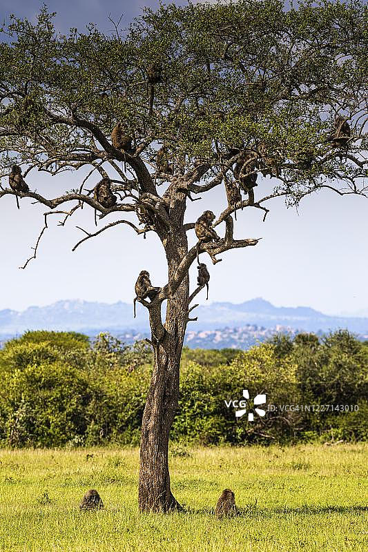 坦桑尼亚塞伦盖蒂国家公园树上的黄狒狒群图片素材