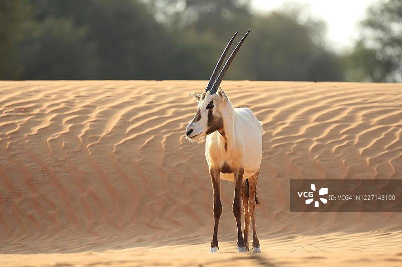 阿拉伯羚羊（oryx leucoryx），迪拜，阿拉伯联合酋长国图片素材