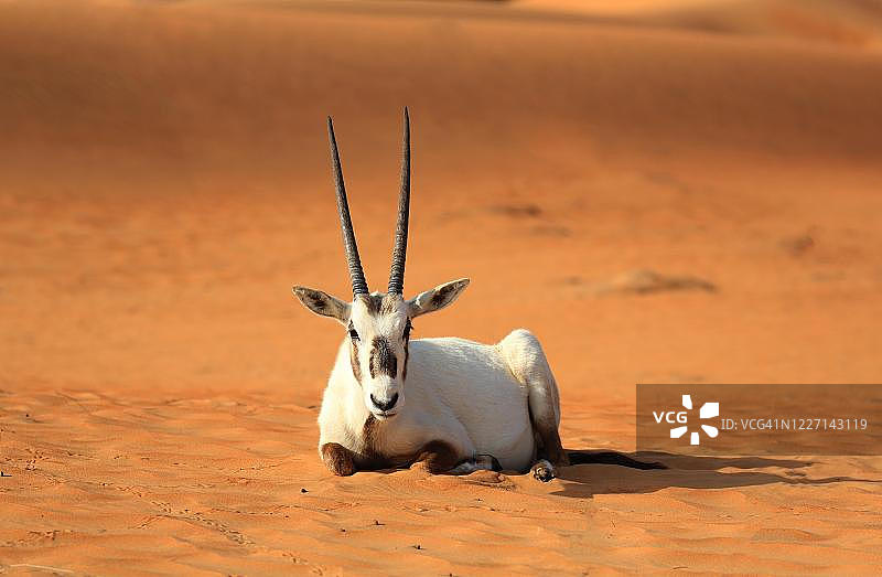 阿拉伯羚羊（白剑羚）位于阿联酋迪拜沙漠的沙丘上图片素材