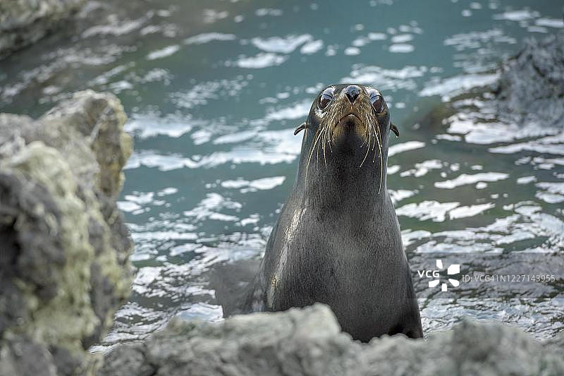 新西兰海狗，位于北岛惠灵顿地区帕利斯角岩石海岸图片素材