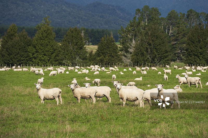 新西兰北岛怀卡托地区的绿色牧场上的羊群图片素材