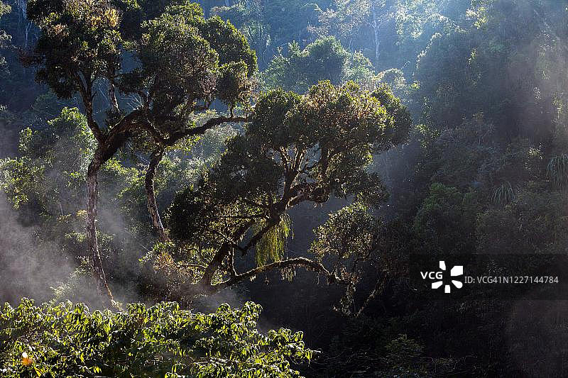 马达加斯加托马西纳省安达西贝-曼塔迪亚国家公园雨林图片素材