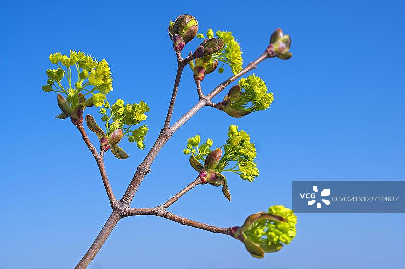 菩提树（椴树）的花苞与花朵，上巴伐利亚，巴伐利亚，德国图片素材