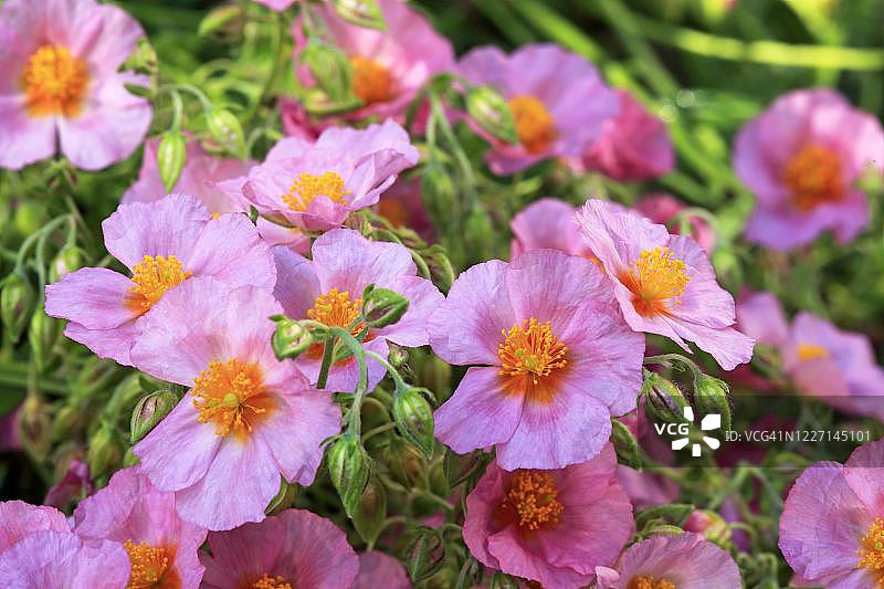 粉色开花的太阳花，杂交品种“本·霍普”，多年生植物，德国图片素材