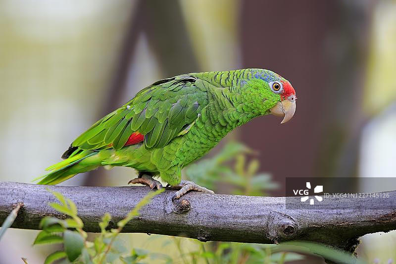 红冠亚马逊鹦鹉在树枝上图片素材
