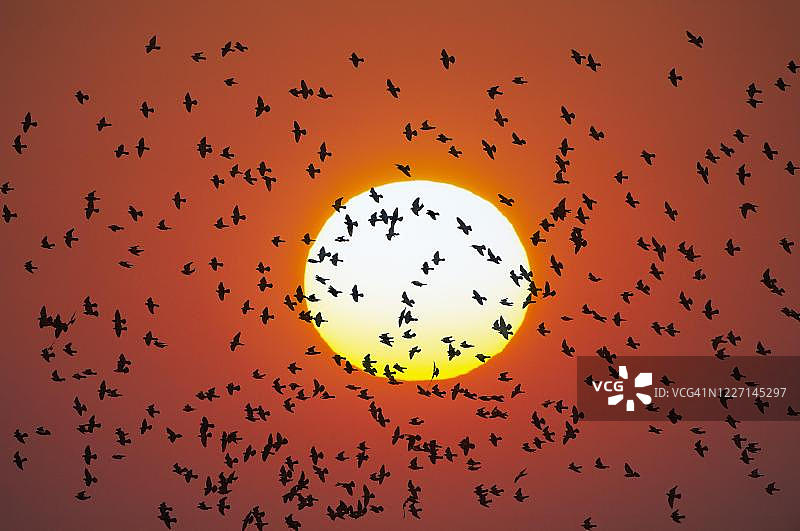 夕阳下的飞鸟群（德国巴登-符腾堡）图片素材