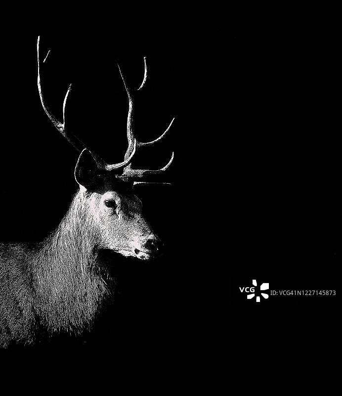 带角的鹿动物肖像，德国图片素材