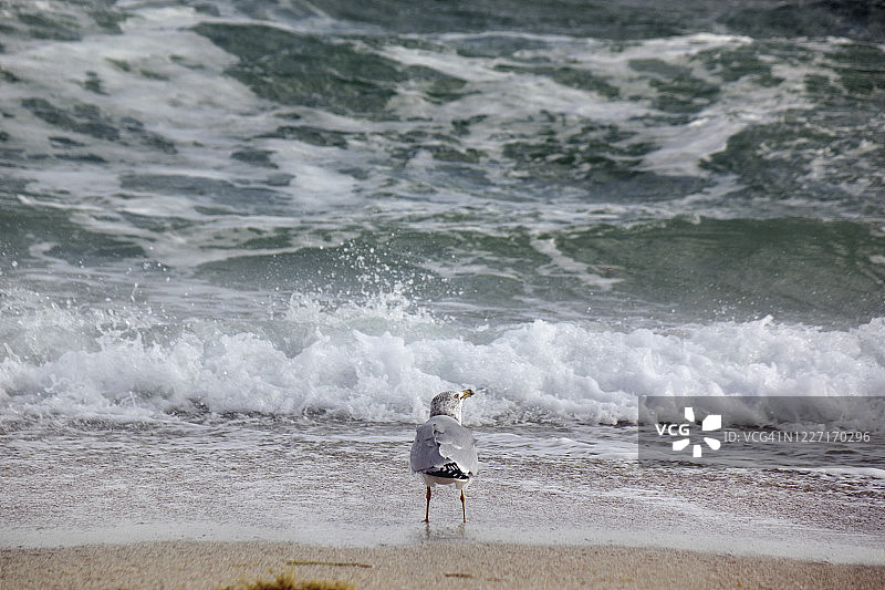 站在水边的单只海鸥图片素材