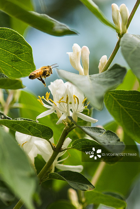 蜜蜂与野生忍冬花图片素材