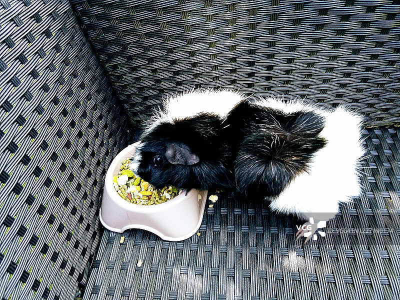 阿比西尼亚豚鼠在碗里吃东西图片素材