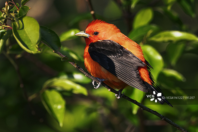 春季迁徙期间的红唐纳雀鸣禽图片素材