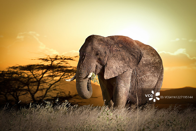 桑布鲁国家保护区图片素材