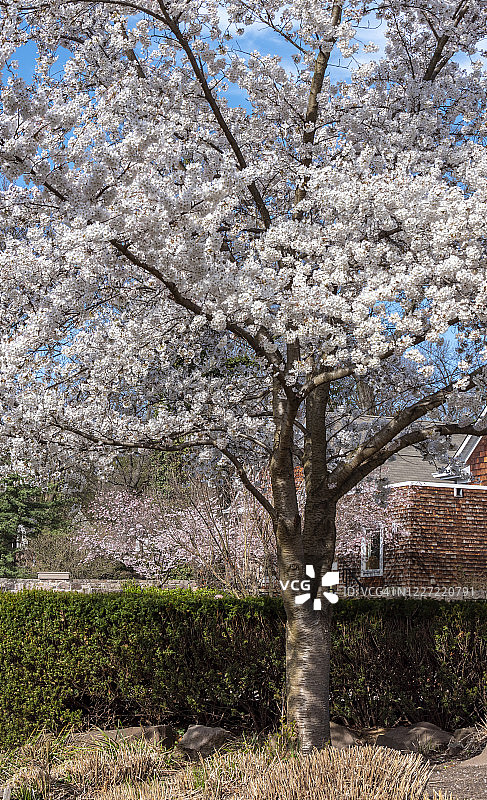 戴维斯·约翰逊公园 0007 全景 2图片素材