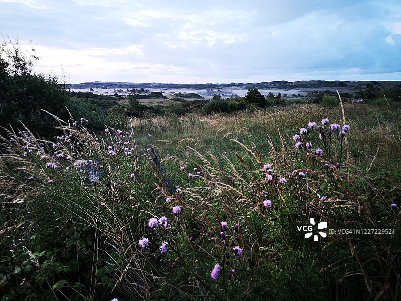 晨雾鲜花中的美丽景色图片素材