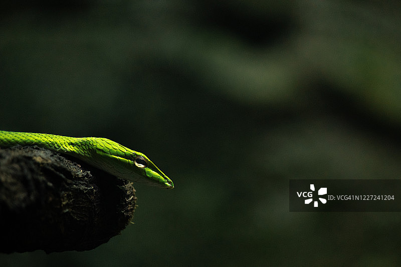 亚洲藤蛇图片素材