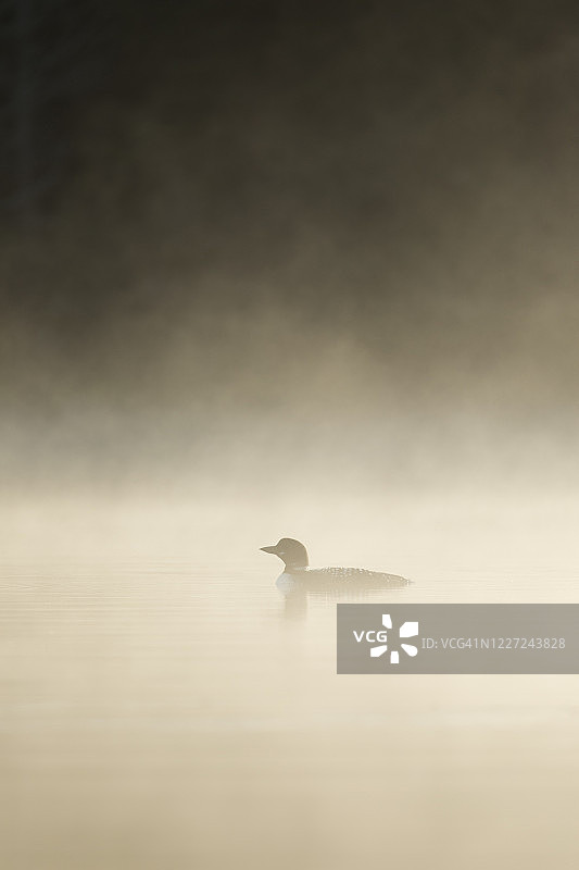 普通潜鸟图片素材