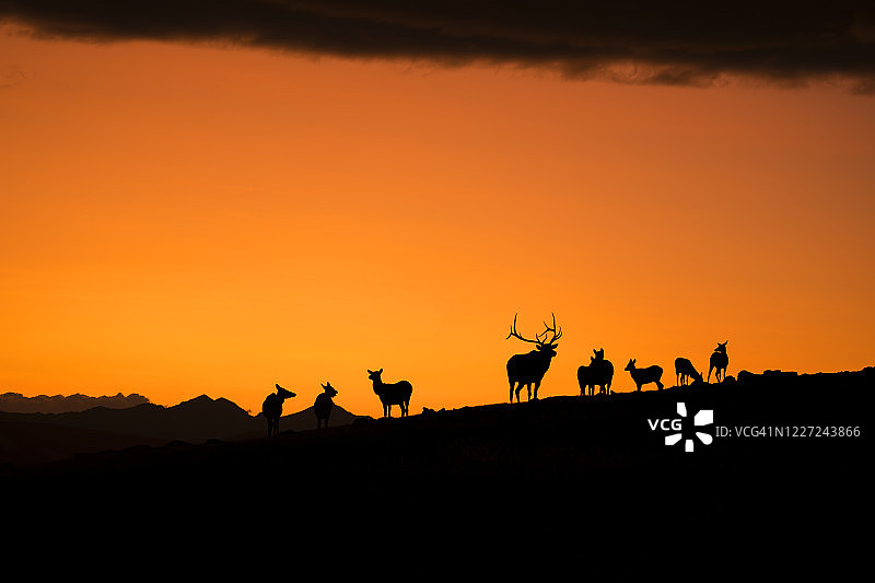 落基山麋鹿图片素材