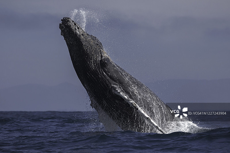 座头鲸跃出水面图片素材