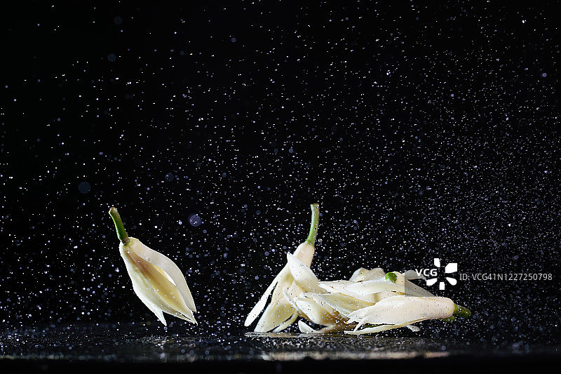 在半空中飞溅着水的白兰花图片素材