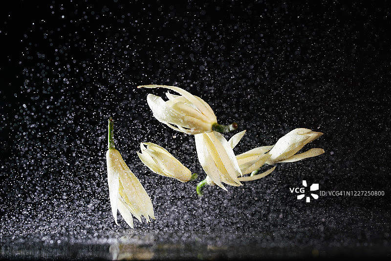 在半空中飞溅着水的白兰花图片素材