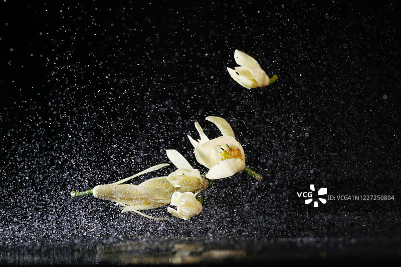 在半空中飞溅着水的白兰花图片素材