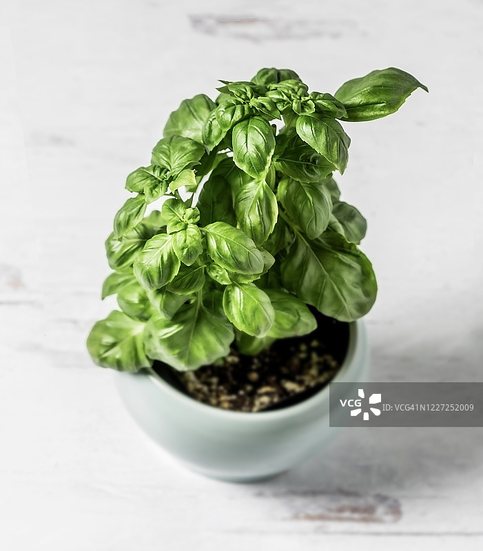 白色背景下的盆栽罗勒图片素材