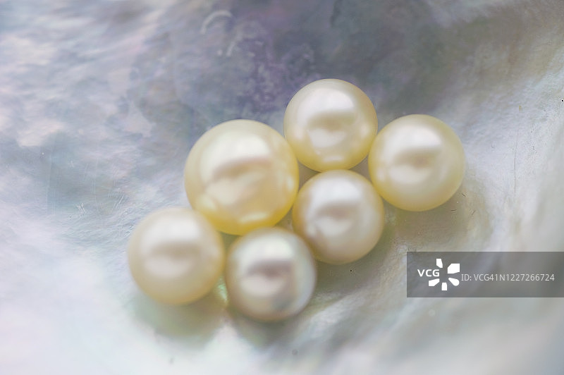 珍珠与珍珠牡蛎图片素材