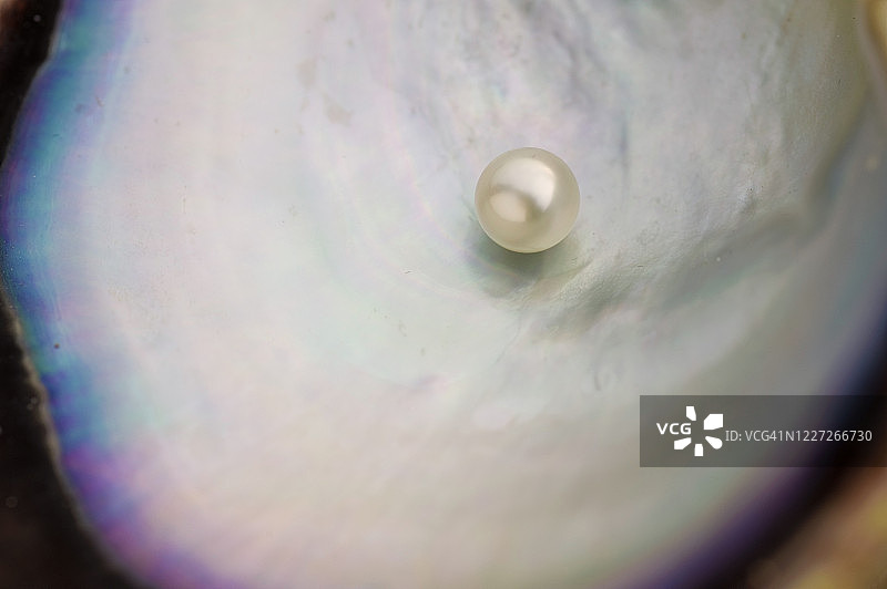 珍珠和珍珠牡蛎图片素材