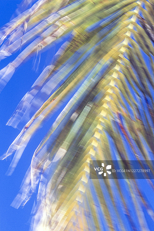 桑给巴尔的椰子树叶图片素材