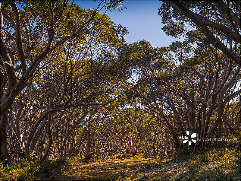 澳大利亚维多利亚州西吉普斯兰鲍鲍山阿尔卑斯雪桉树的逆光图片素材