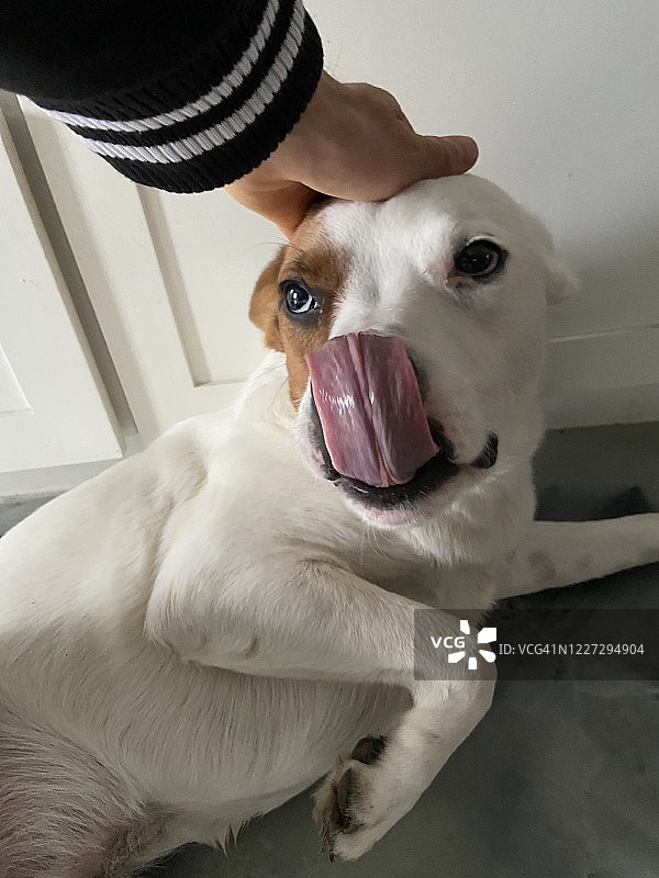 小狗吐着舌头躺着图片素材