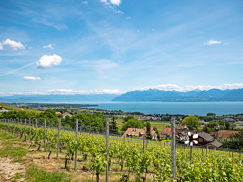 瑞士沃州郁郁葱葱的绿色葡萄园、村庄和步行道图片素材