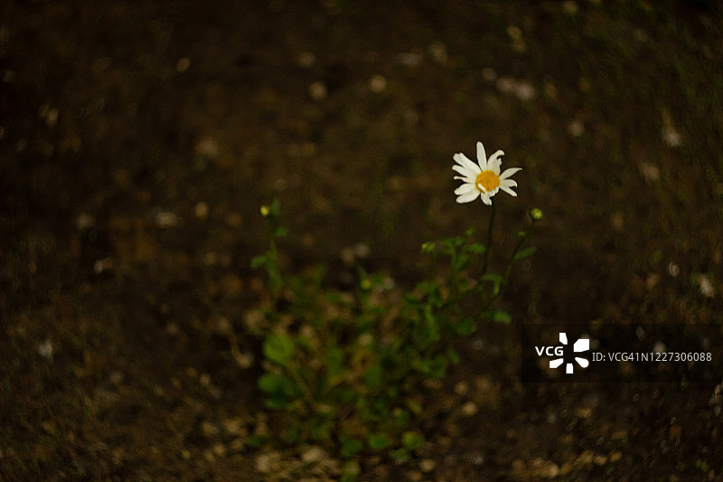 木栅栏旁的鸢尾花图片素材