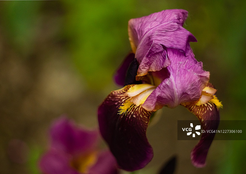 模糊背景上的紫色鸢尾花特写图片素材