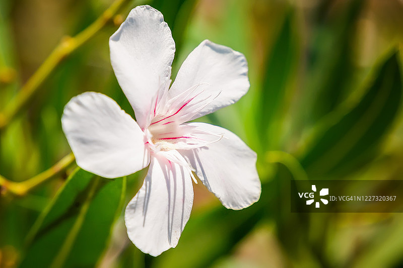 圣托里尼岛的野生自然花卉图片素材